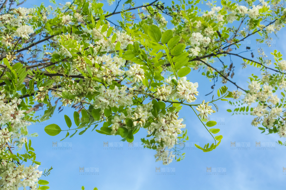 槐树槐花