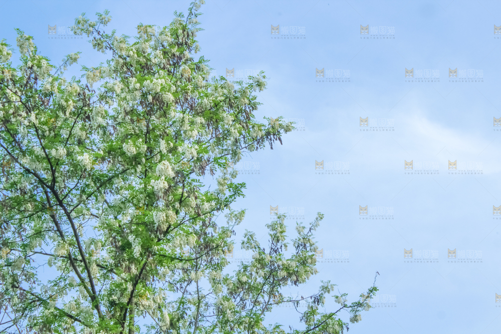槐树槐花