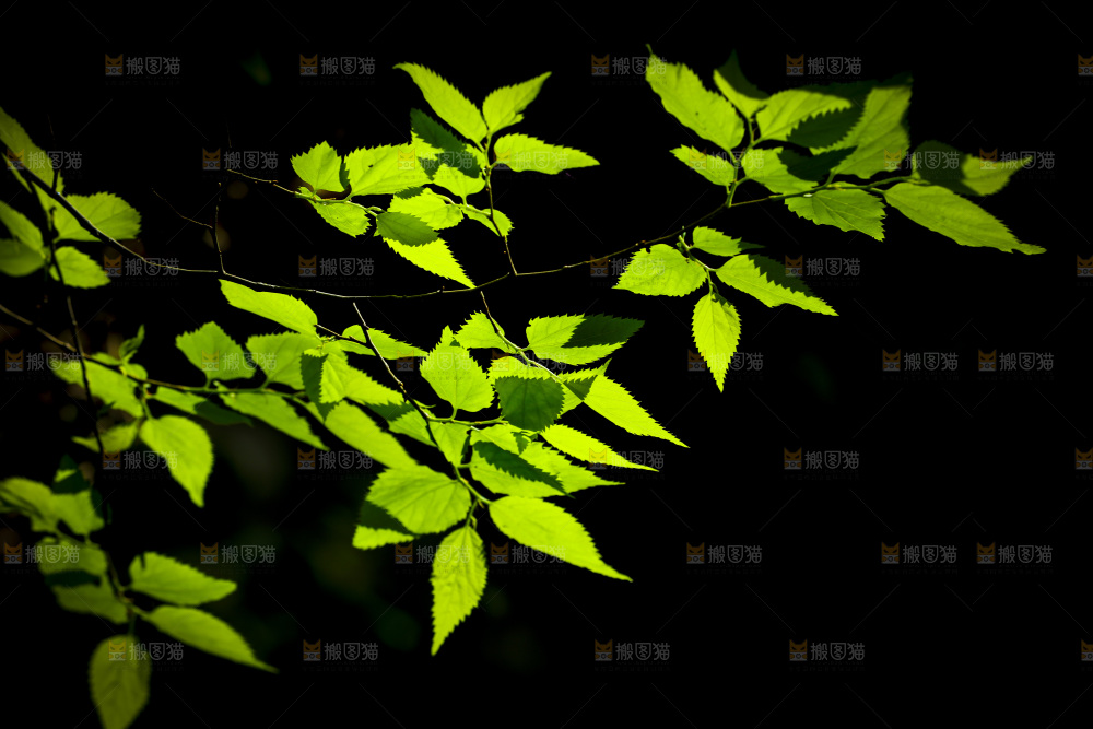 黑底上的树枝