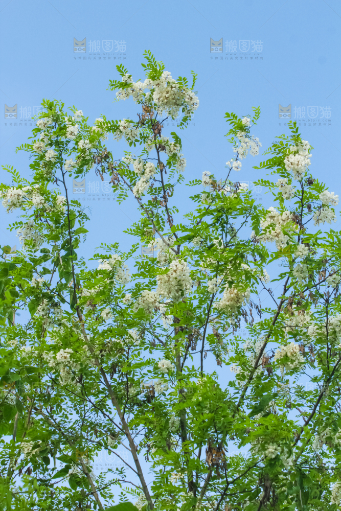 槐树槐花
