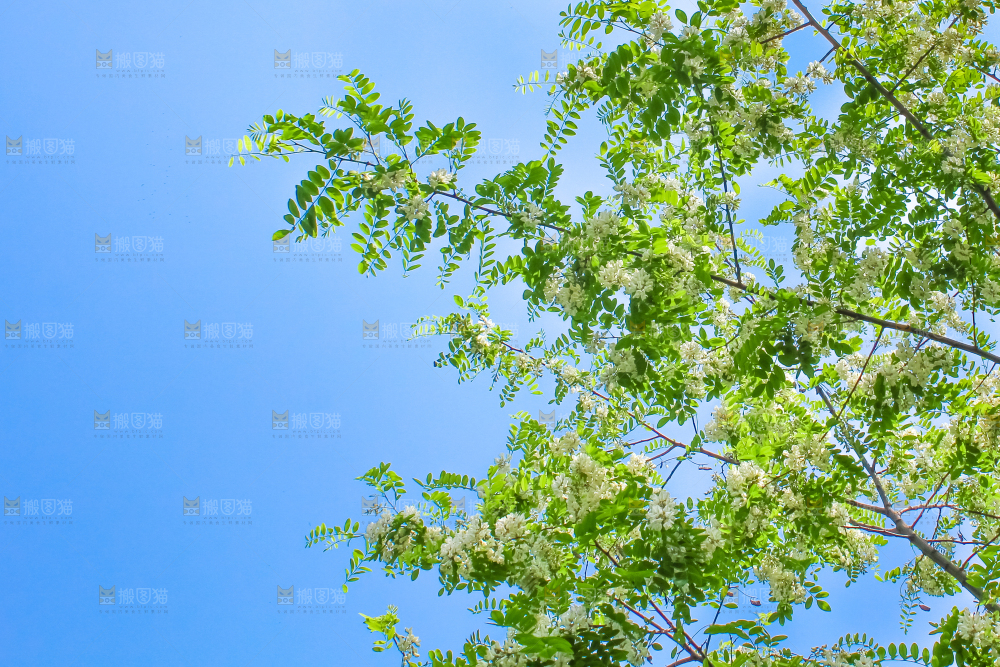 槐树槐花