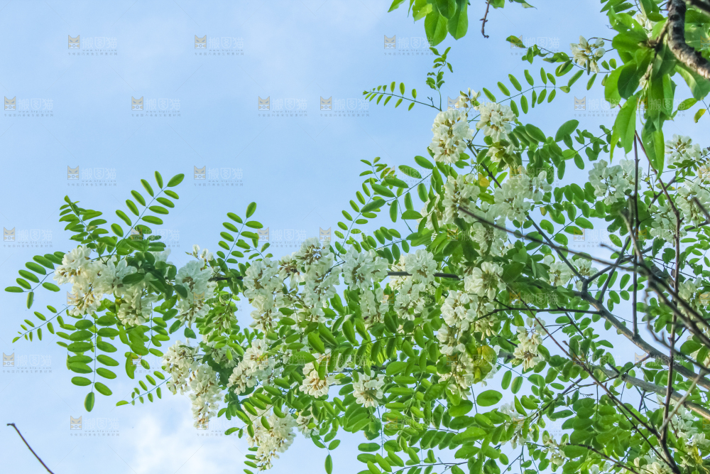 槐树槐花