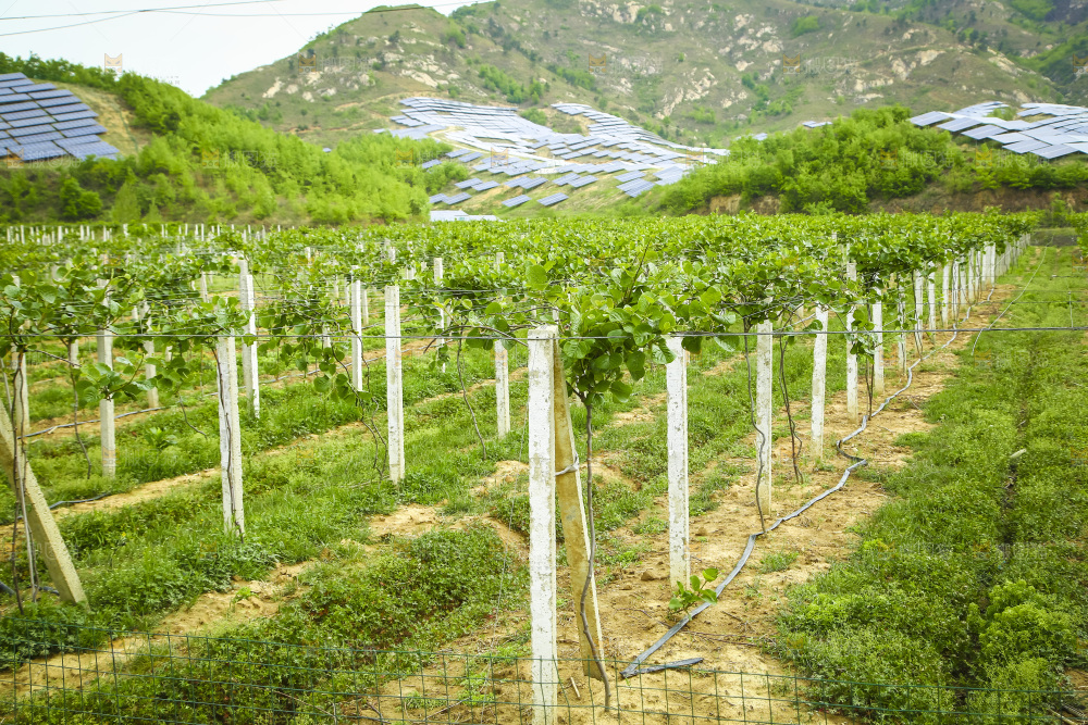 水果种植基地