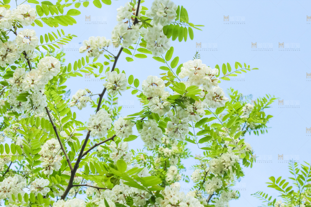 槐树槐花