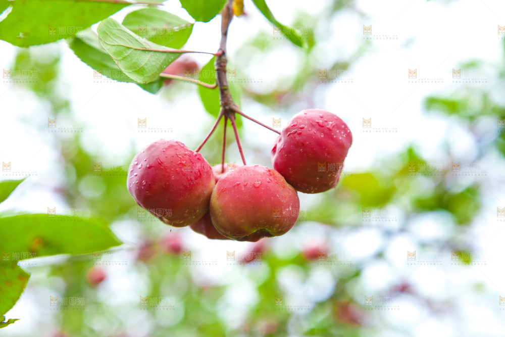 树上挂着海棠果