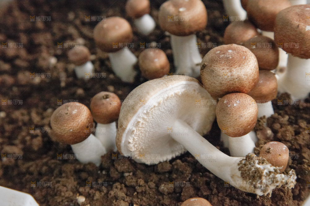 土里的蘑菇