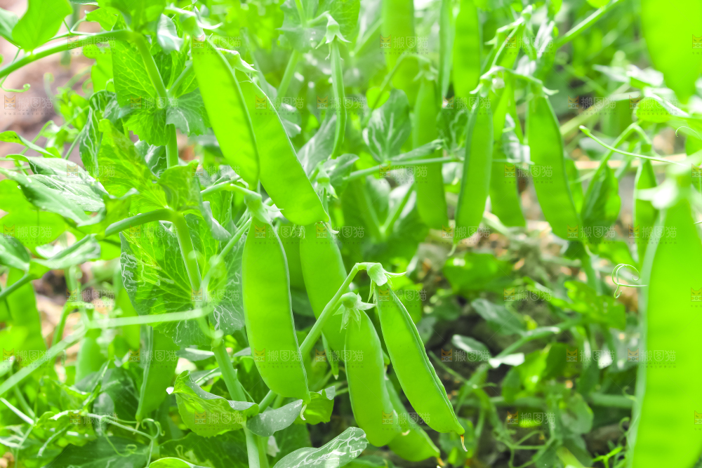 田里种着豌豆