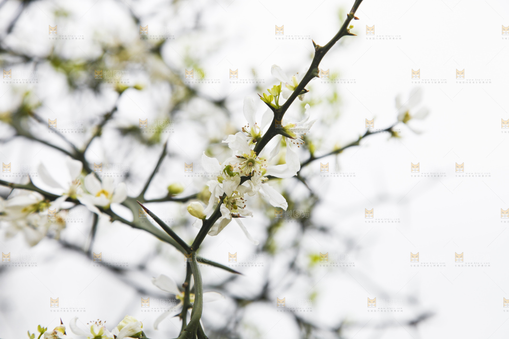 树上开着花