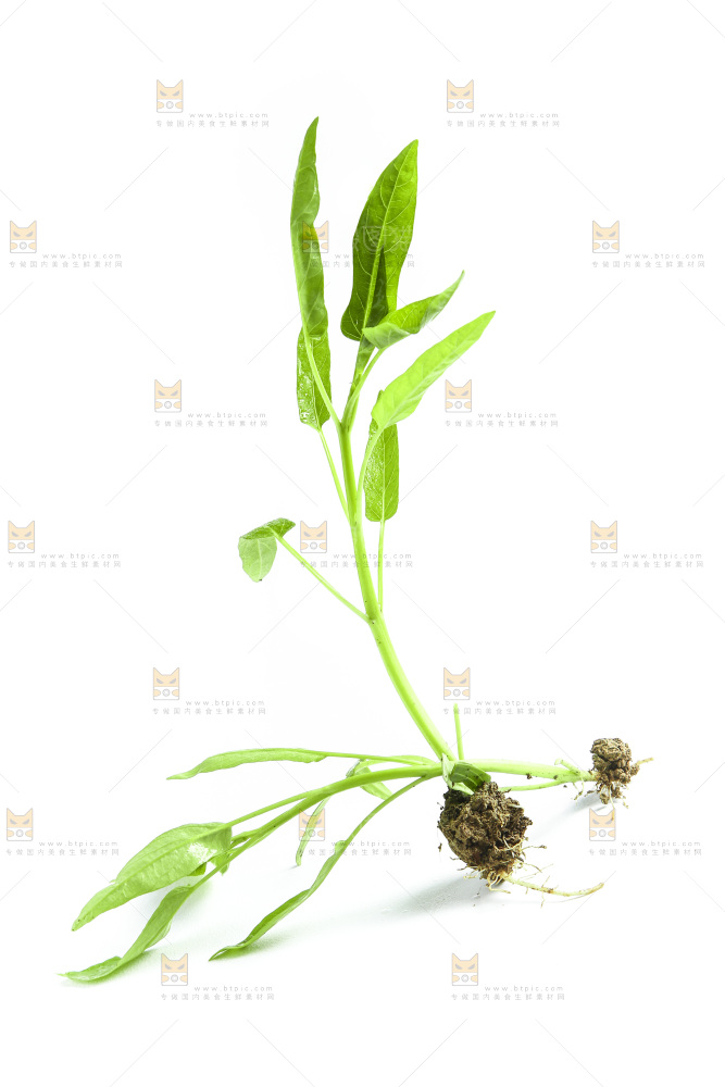 白底上放着空心菜苗