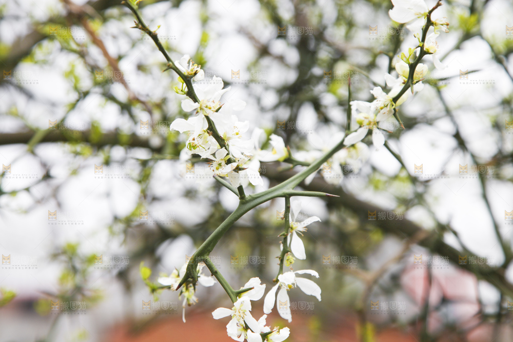 树上开着花