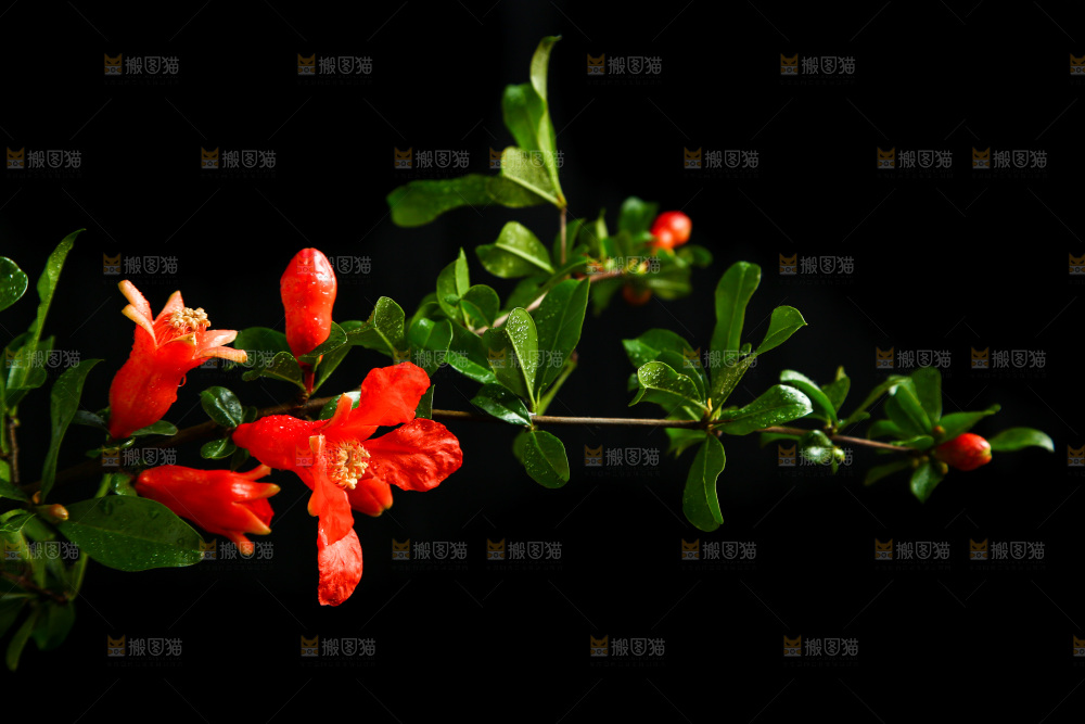 黑底上的石榴花