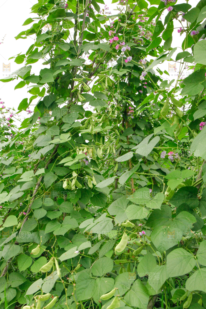 菜园里的扁豆