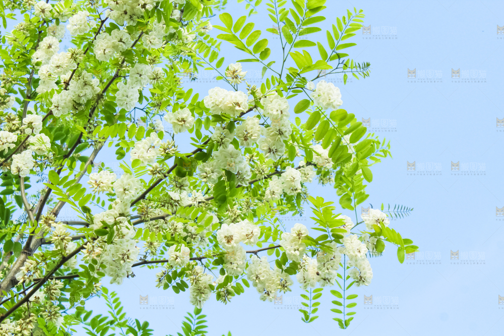 槐树槐花
