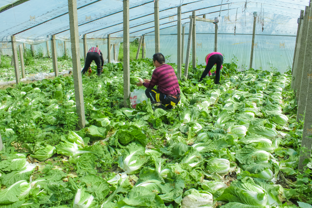 农民正在摘白菜