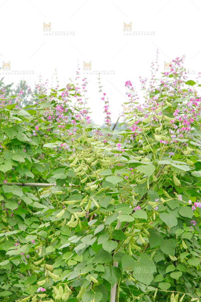 菜园里的扁豆