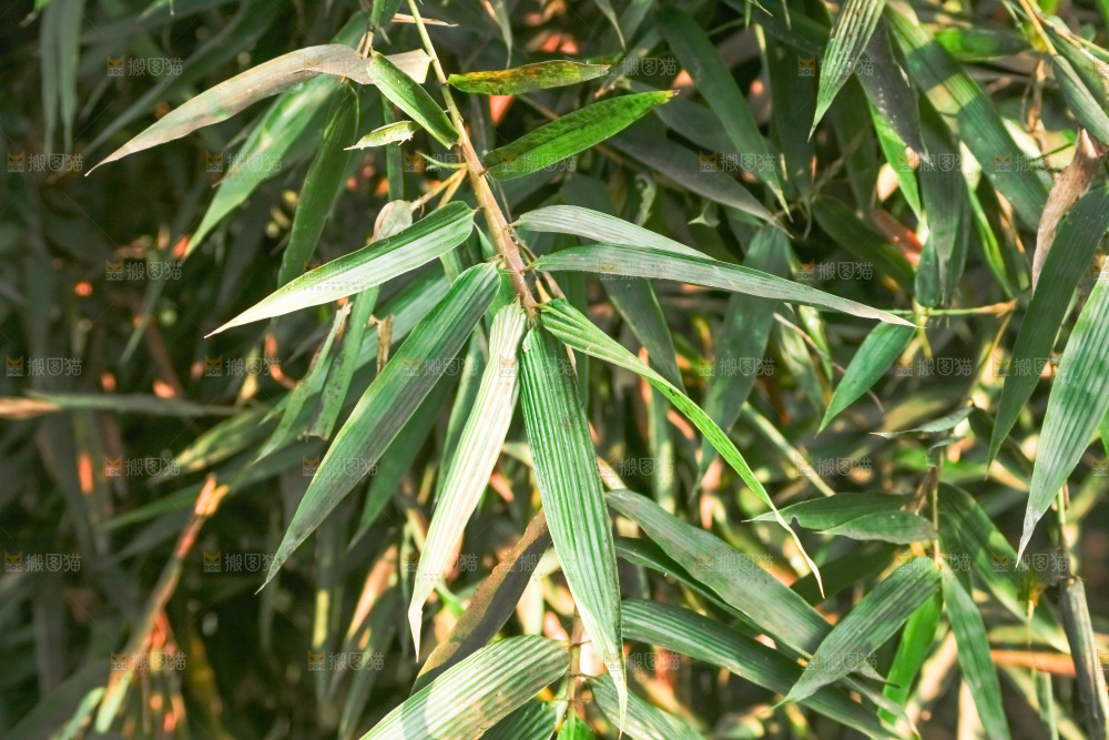 一片竹林