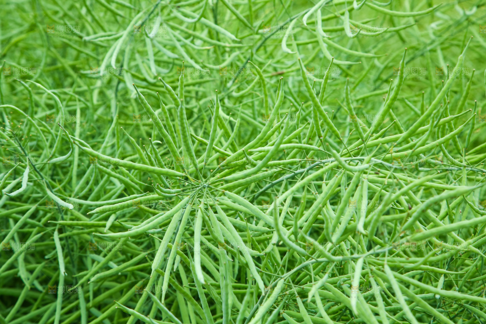一片油菜地