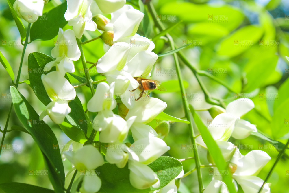 槐树槐花