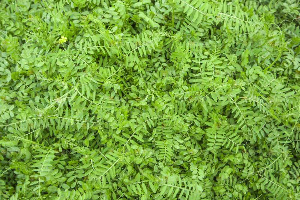 一片绿色植物