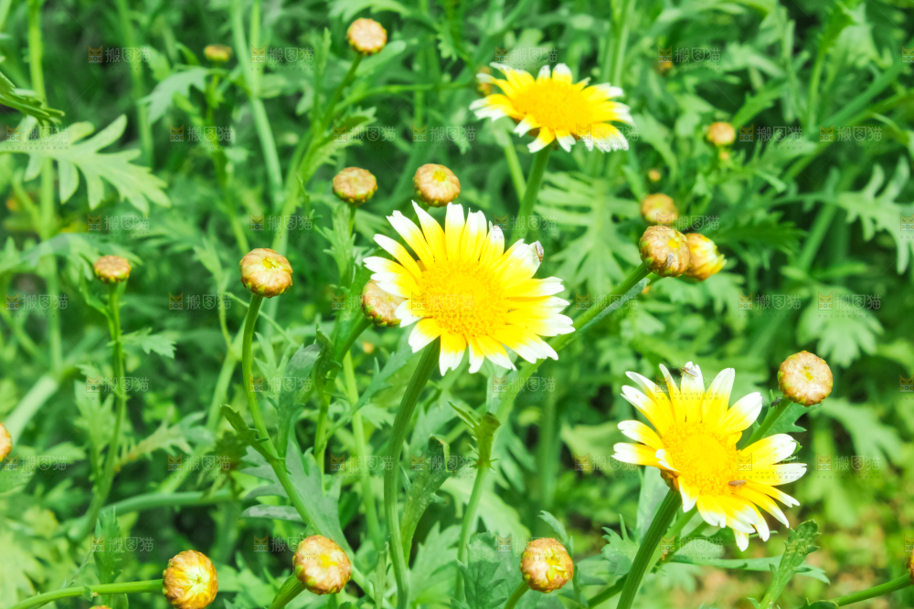 菜园里的茼蒿