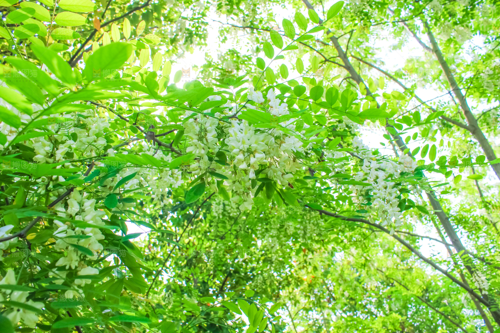 槐树槐花