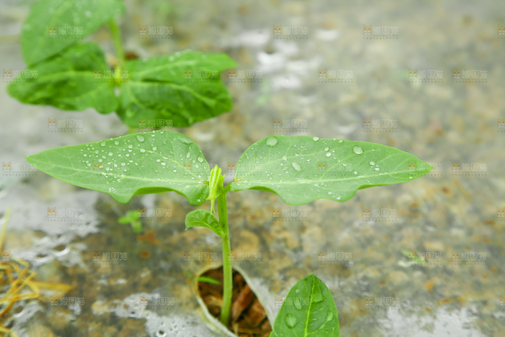 豆角种植