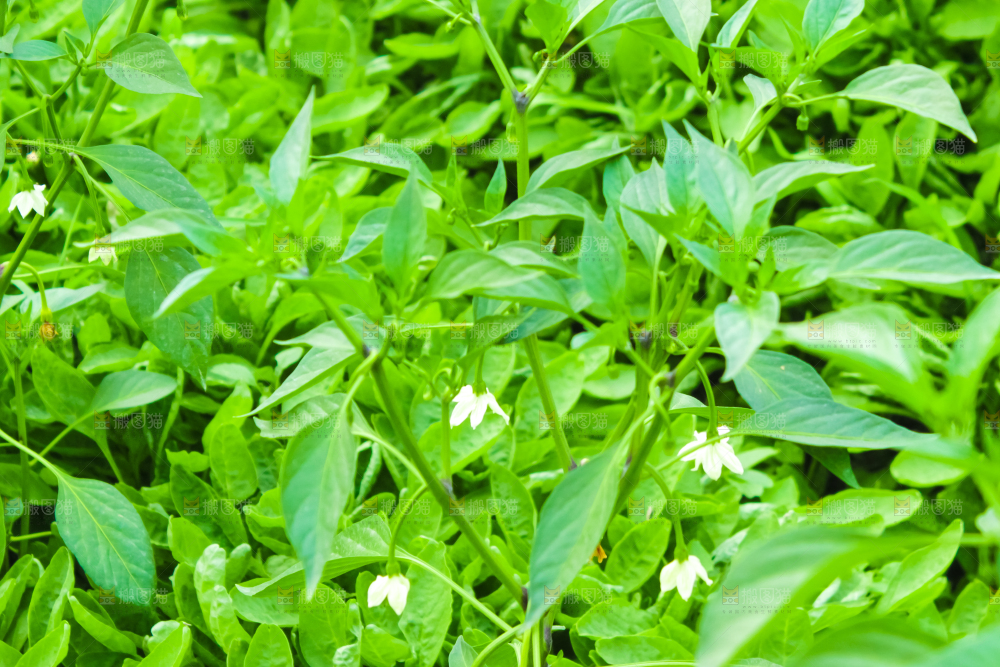 大棚里种着苋菜
