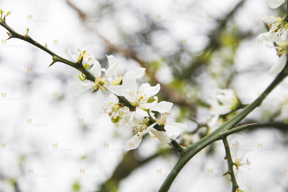 树上开着花