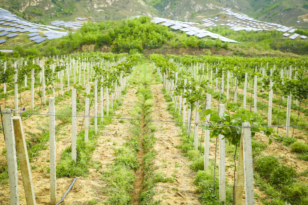 水果种植基地