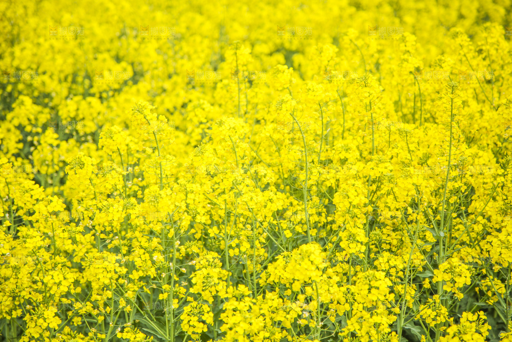 地里的油菜花