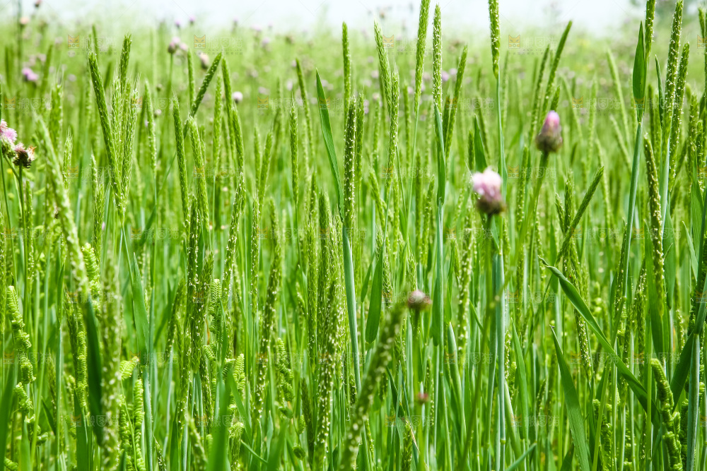 一片草地