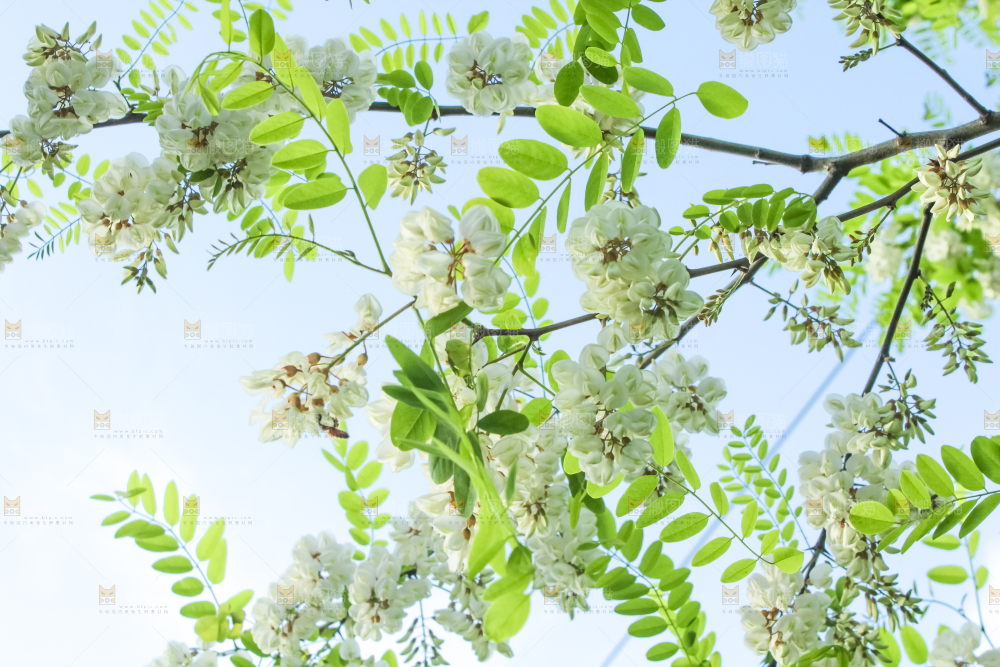 槐树槐花