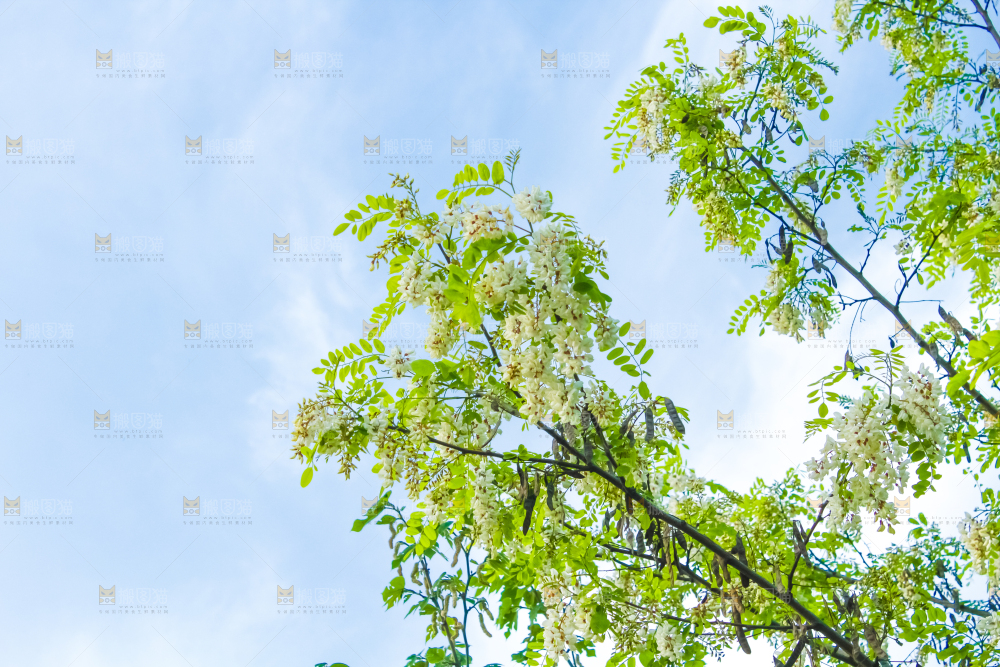 槐树槐花