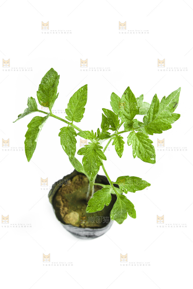 白底上的番茄苗