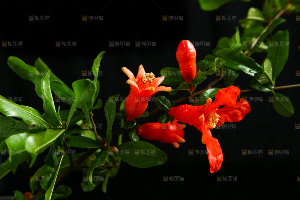 黑底上的石榴花