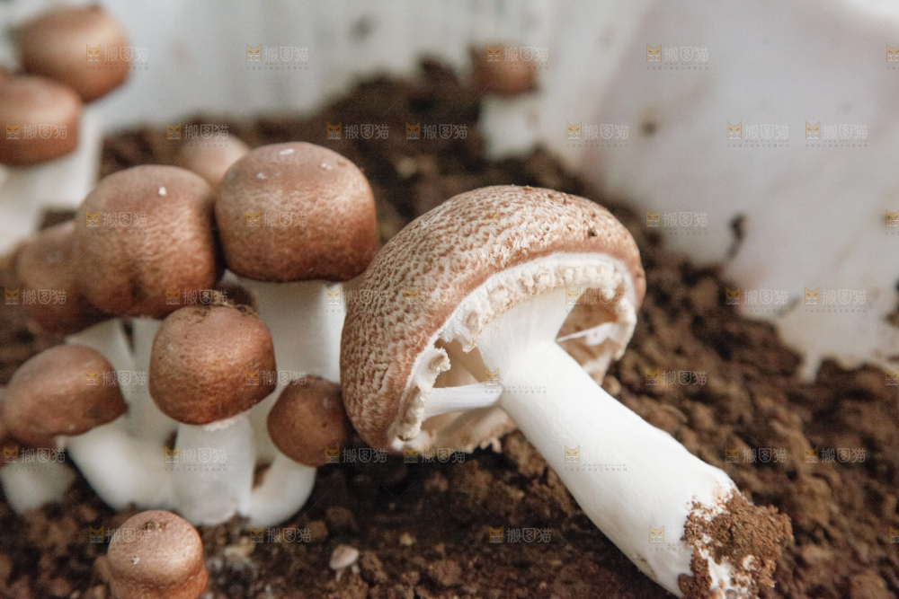 土里的蘑菇