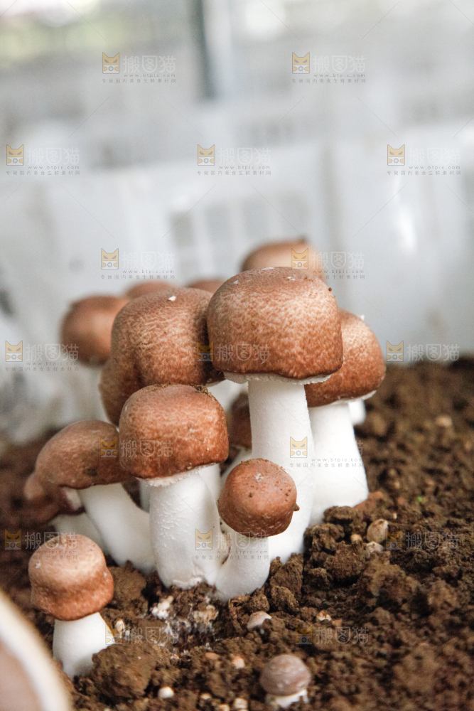 土里的蘑菇