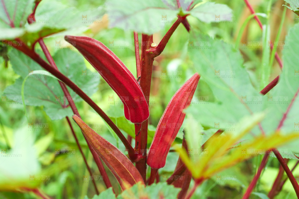 菜园里的红秋葵
