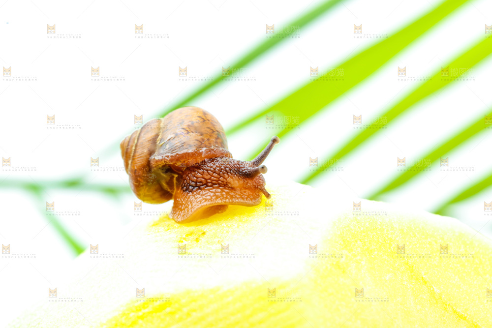 浅底上的蜗牛