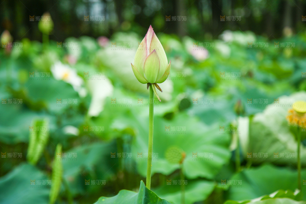池塘里的一朵花苞