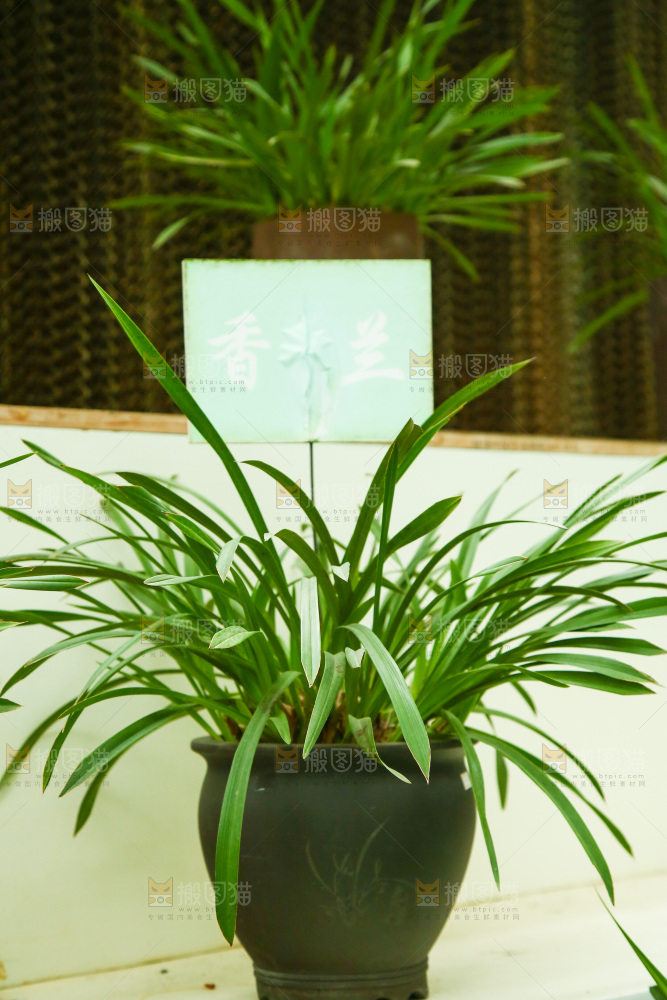 摆放着的兰花草盆栽