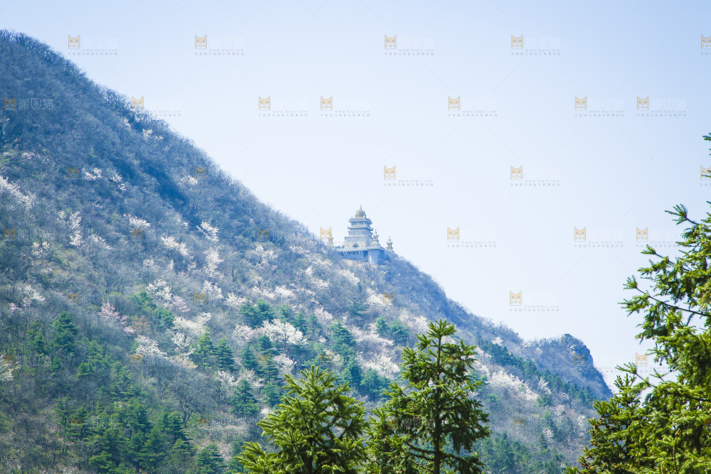 山上的绿植