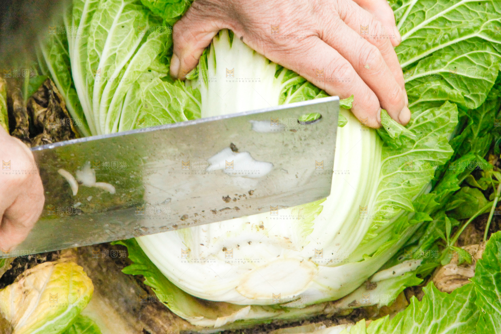 农民正在摘白菜