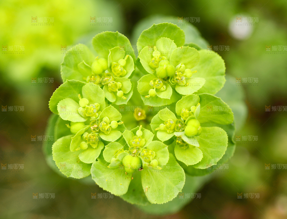 一颗植物