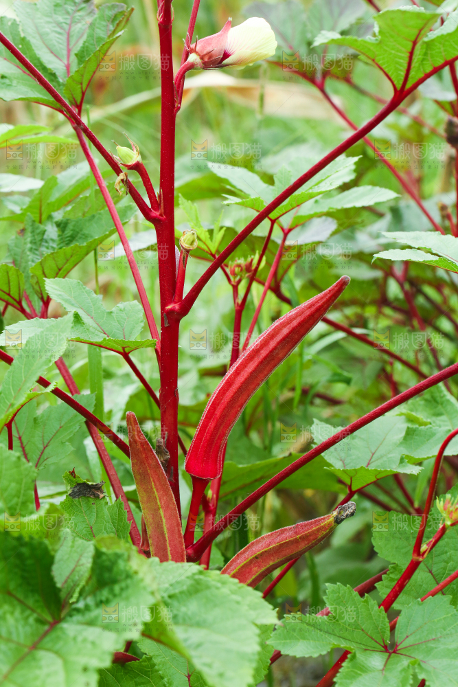 菜园里的红秋葵