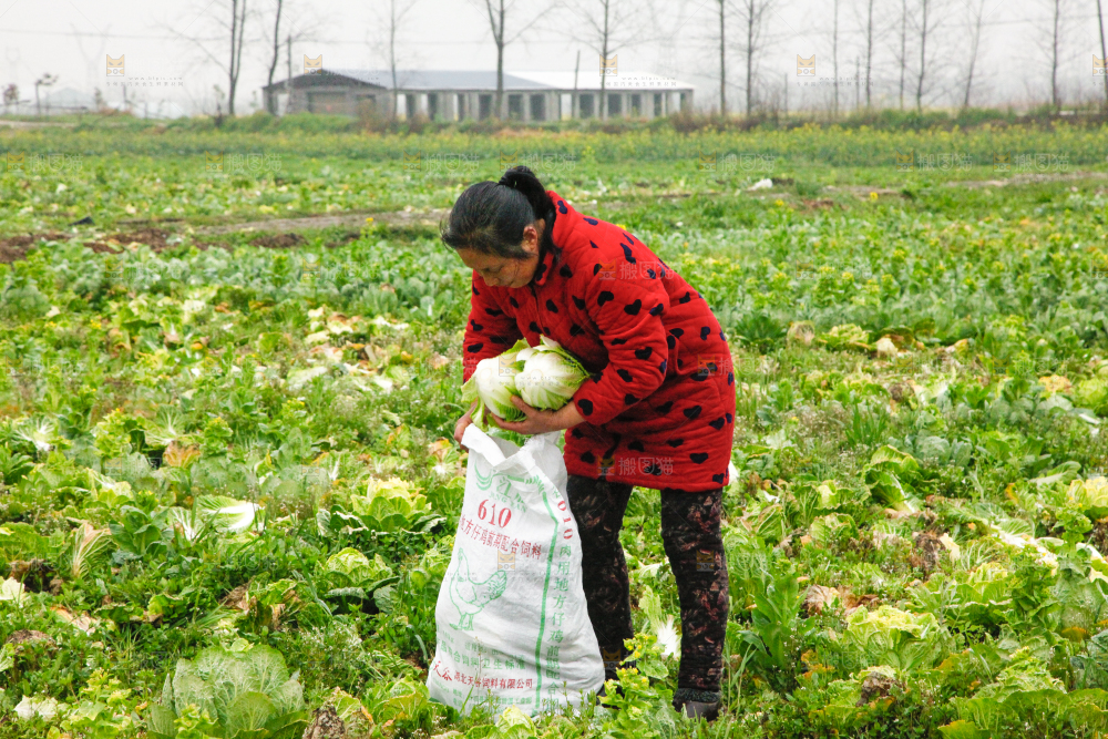 农民正在摘白菜