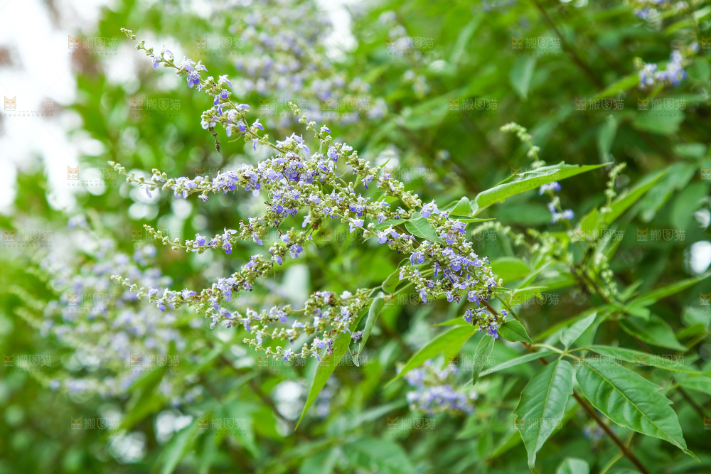 盛开的植物花