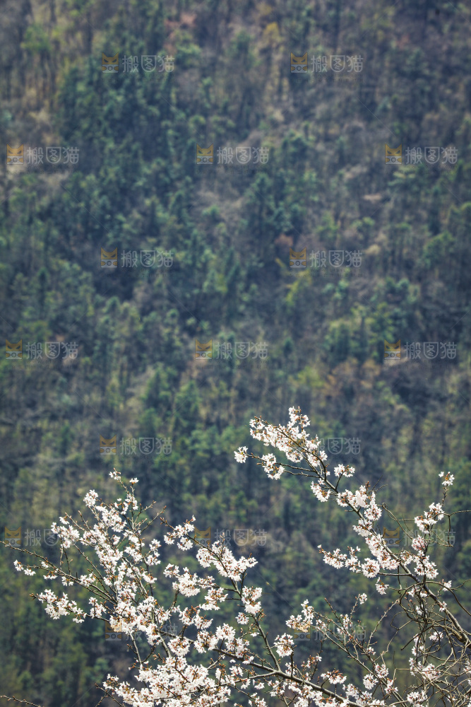 一片大山