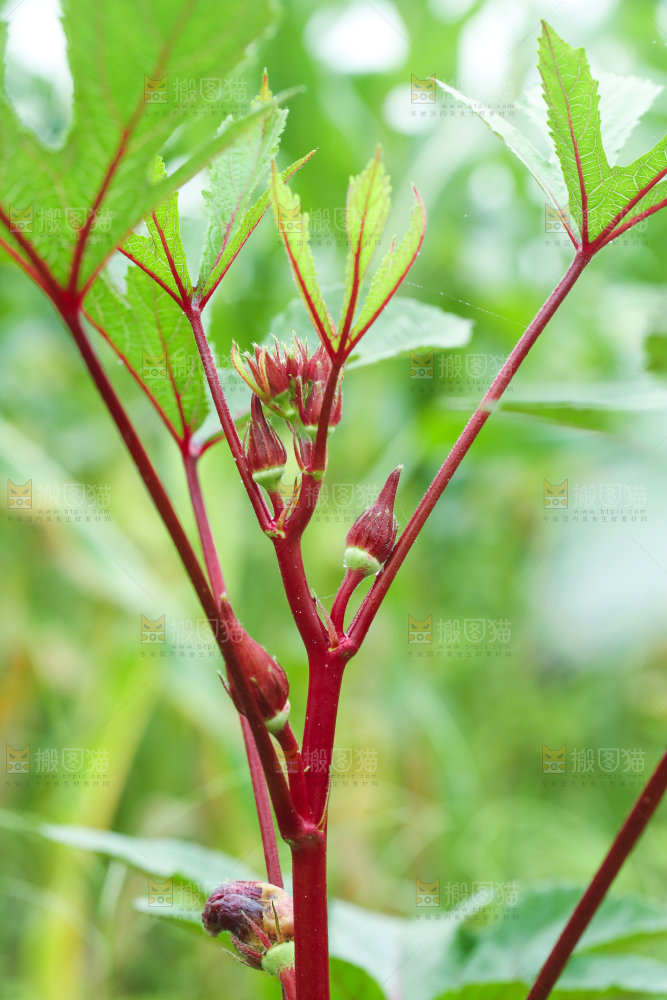 菜园里的红秋葵