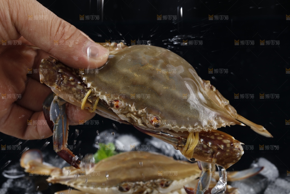 手里拿着梭子蟹
